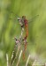 Vážka rudá (Vážky), Sympetrum sanguineum, Anisoptera (Odonata)